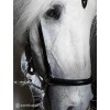 Hrimnir Nasenriemen hannoveranisch schwarz silber 24cm