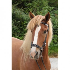 Nordic Horse Kopfstück schwarz 5