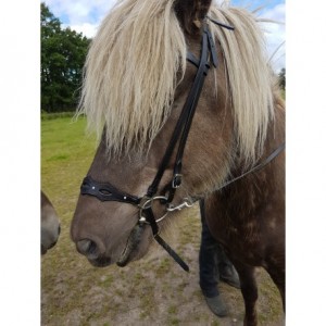 Nordic Horse Nasenriemen hannoveranisch schwarz 5