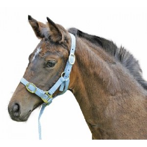 HKM Fohlenhalfter mit verstellbarem Nasenstück babyblau F (Fohlen)