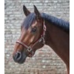 Waldhausen Halfter Esperia asphalt/rubinrot P (Pony)