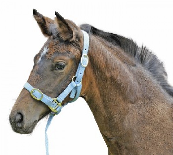 HKM Fohlenhalfter mit verstellbarem Nasenstück schwarz F (Fohlen)